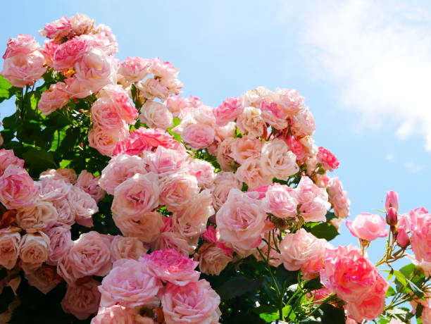 Bloom Collection