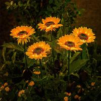 1-head LED Sunflower solar lamp